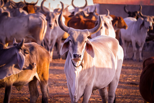Cows cared for at Atulya Foundation Gaushala