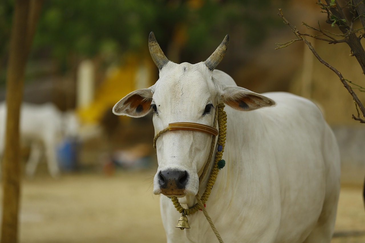 Lakshmi at Atulya Foundation Gaushala