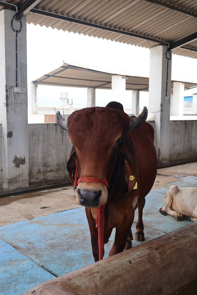 NANDI at Atulya Foundation Gaushala