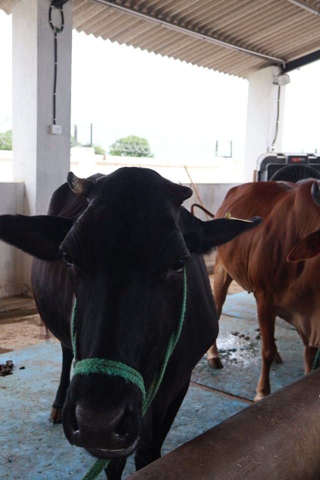 Kaveri at Atulya Foundation Gaushala