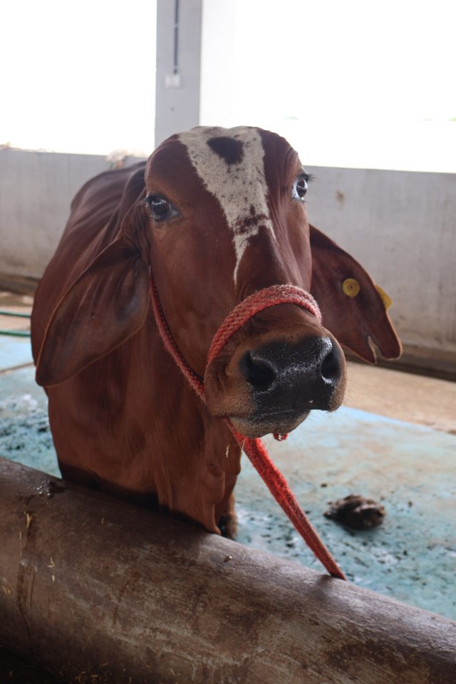 Ghaghara at Atulya Foundation Gaushala