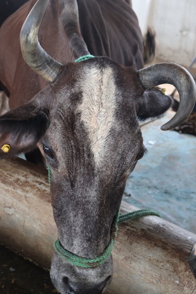Rupavati at Atulya Foundation Gaushala