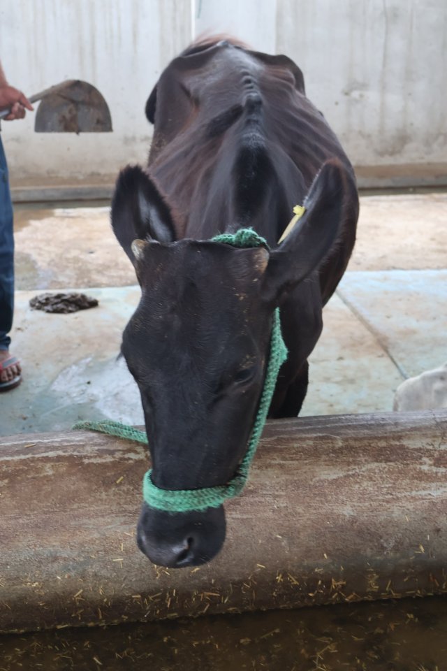 Rupen at Atulya Foundation Gaushala