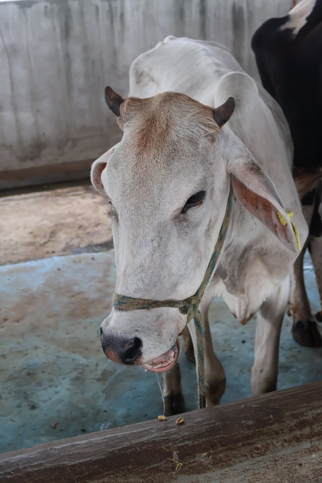 Alaknanda at Atulya Foundation Gaushala