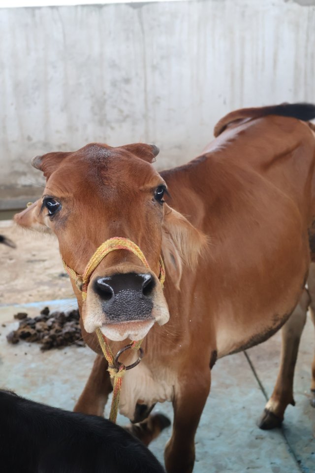Wardha at Atulya Foundation Gaushala